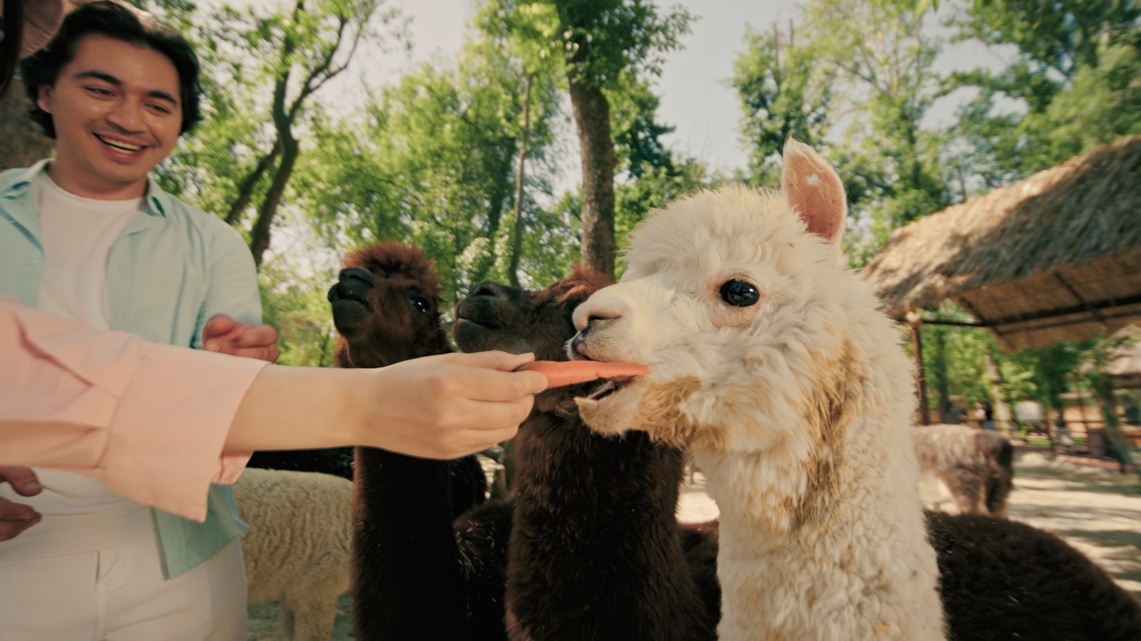 CLOSE / ALPACA