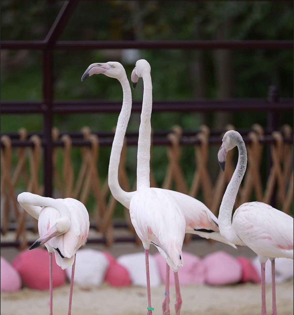 Pushti Flamingo